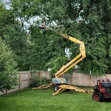 How Our Tree Care Process Works  in  Rendon, TX