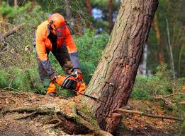 Best Tree Maintenance Programs  in Rendon, TX