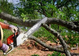Best Tree Removal  in Rendon, TX