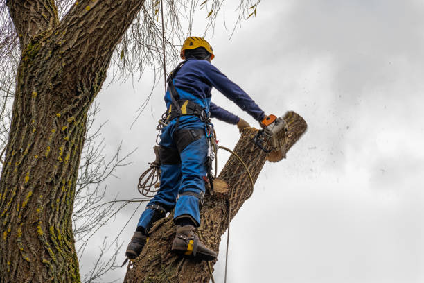 Best Tree Cabling and Bracing  in Rendon, TX