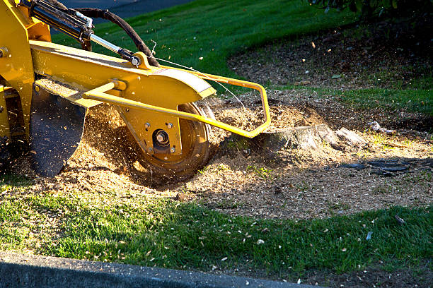 Best Tree and Shrub Care  in Rendon, TX