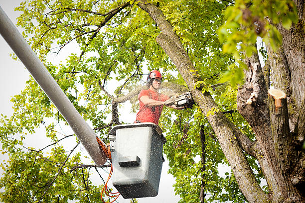 Best Fruit Tree Pruning  in Rendon, TX