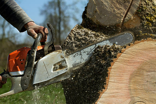 Best Pest Control for Lawns  in Rendon, TX